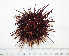  ( - BAM00060)  @13 [ ] CreativeCommons - Attribution (2010) Unspecified Centre for Biodiversity Genomics