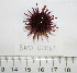  ( - BAM00061)  @14 [ ] CreativeCommons - Attribution (2010) Unspecified Centre for Biodiversity Genomics