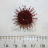  ( - BAM00061)  @14 [ ] CreativeCommons - Attribution (2010) Unspecified Centre for Biodiversity Genomics