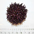  (Strongylocentrotus purpuratus - BAM00063)  @14 [ ] CreativeCommons - Attribution (2010) Unspecified Centre for Biodiversity Genomics