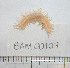  ( - BAM00127)  @13 [ ] CreativeCommons - Attribution (2010) Unspecified Centre for Biodiversity Genomics