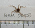  ( - BAM00105)  @13 [ ] CreativeCommons - Attribution (2010) Unspecified Centre for Biodiversity Genomics