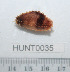  ( - HUNT0035)  @13 [ ] CreativeCommons - Attribution (2010) Unspecified Centre for Biodiversity Genomics