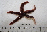  ( - HUNT0127)  @13 [ ] CreativeCommons - Attribution (2012) Unspecified Centre for Biodiversity Genomics