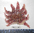  (Crossaster papposus - BAM00162)  @14 [ ] CreativeCommons - Attribution (2010) Unspecified Centre for Biodiversity Genomics