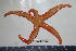  ( - BAM00166)  @13 [ ] CreativeCommons - Attribution (2010) Unspecified Centre for Biodiversity Genomics
