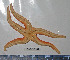  ( - BAM00169)  @13 [ ] CreativeCommons - Attribution (2010) Unspecified Centre for Biodiversity Genomics