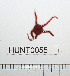  ( - HUNT0055)  @12 [ ] CreativeCommons - Attribution (2010) Unspecified Centre for Biodiversity Genomics