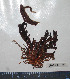  ( - BAM00179)  @12 [ ] CreativeCommons - Attribution (2010) Unspecified Centre for Biodiversity Genomics