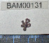  ( - BAM00131)  @12 [ ] CreativeCommons - Attribution (2010) Unspecified Centre for Biodiversity Genomics