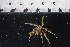  (Nymphon multituberculatum - JD_PS77_280-2.1)  @12 [ ] CreativeCommons - Attribution Non-Commercial Share-Alike (2012) Chester Sands British Antarctic Survey