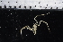  (Pentanymphon - JD_PS77_260-6.3.1)  @13 [ ] CreativeCommons - Attribution Non-Commercial Share-Alike (2011) Chester Sands British Antarctic Survey