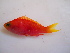  (Pseudanthias pulcherrimus - ADC_166.8 #1)  @11 [ ] CreativeCommons - Attribution (2011) Allan D. Connell Centre for Biodiversity Genomics