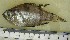  (Apogonichthyoides nigripinnis - ADC08 Smith 175.18 #4)  @13 [ ] CreativeCommons - Attribution Non-Commercial Share-Alike (2011) Allan D. Connell Research Collection of Allan Connell