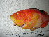  ( - ADC08 Smith 220.10 #3)  @12 [ ] CreativeCommons - Attribution Non-Commercial Share-Alike (2011) Allan D. Connell Research Collection of Allan Connell