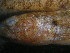  (Caffrogobius caffer - ADC09_240.20#3)  @13 [ ] CreativeCommons - Attribution Non-Commercial Share-Alike (2011) Allan D. Connell Research Collection of Allan Connell