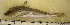  (Chelidonichthys kumu - ADC09_157.2 #6)  @13 [ ] CreativeCommons - Attribution Non-Commercial Share-Alike (2011) Allan D. Connell Research Collection of Allan Connell