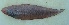  (Cynoglossus attenuatus - Smith 261.2 #7_05)  @13 [ ] CreativeCommons - Attribution Non-Commercial Share-Alike (2011) Allan D. Connell Research Collection of Allan Connell
