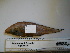  (Cynoglossus marleyi - ADC_261.8 #3)  @13 [ ] CreativeCommons - Attribution (2011) Allan D. Connell Centre for Biodiversity Genomics