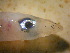  ( - ADC09_57.1#11)  @12 [ ] CreativeCommons - Attribution (2011) Allan D. Connell Centre for Biodiversity Genomics