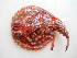  (Halieutaea coccinea - ADC11_104.2 #7)  @14 [ ] CreativeCommons - Attribution (2011) Allan D. Connell Centre for Biodiversity Genomics