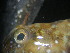  ( - ADC08 Smith 235.21 #1)  @12 [ ] CreativeCommons - Attribution Non-Commercial Share-Alike (2011) Allan D. Connell Research Collection of Allan Connell