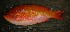  (Pseudanthias connelli - Smith 166.4 #4)  @13 [ ] CreativeCommons - Attribution Non-Commercial Share-Alike (2011) Allan D. Connell Research Collection of Allan Connell