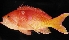  (Pseudanthias fasciatus - ADC 166.6A-2)  @14 [ ] CreativeCommons - Attribution Non-Commercial Share-Alike (2010) Allan D. Connell Research Collection of Allan Connell