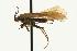  (Limnephilus sp - 06-PROBE-1901)  @11 [ ] CreativeCommons - Attribution (2010) Unspecified Centre for Biodiversity Genomics