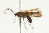  (Limnephilus hageni - 06-PROBE-2632)  @14 [ ] CreativeCommons - Attribution (2010) Unspecified Centre for Biodiversity Genomics