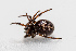  (Latrodectinae - TOL_BGEG_136_F10)  @11 [ ] Copyright © (2025) Konstantinos Kalaentzis Unspecified