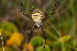  (Argiopinae - TOL_BGEG_128_F06)  @11 [ ] Copyright © (2025) Konstantinos Kalaentzis Unspecified