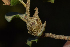  (Plagiotrochus - TOL_BGEG_129_C10)  @11 [ ] Copyright © (2025) Savvas Zafeiriou Unspecified