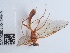  ( - NHMUK010636372)  @11 [ ] Unspecified (default): All Rights Reserved  Unspecified Unspecified