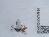  ( - NHMUK010636400)  @11 [ ] Unspecified (default): All Rights Reserved  Unspecified Unspecified