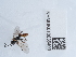  ( - NHMUK010636400)  @11 [ ] Unspecified (default): All Rights Reserved  Unspecified Unspecified