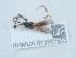  ( - NHMUK012857853)  @11 [ ] Unspecified (default): All Rights Reserved  Unspecified Unspecified
