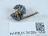  (Odynerus melanocephalus - NHMUK012857859)  @11 [ ] Unspecified (default): All Rights Reserved  Unspecified Unspecified