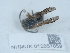  ( - NHMUK012857859)  @11 [ ] Unspecified (default): All Rights Reserved  Unspecified Unspecified