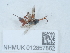  ( - NHMUK012857862)  @11 [ ] Unspecified (default): All Rights Reserved  Unspecified Unspecified