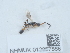  ( - NHMUK012857866)  @11 [ ] Unspecified (default): All Rights Reserved  Unspecified Unspecified