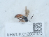  ( - NHMUK012857870)  @11 [ ] Unspecified (default): All Rights Reserved  Unspecified Unspecified