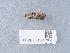  ( - NHMUK013697061)  @11 [ ] Unspecified (default): All Rights Reserved  Unspecified Unspecified