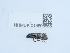  ( - NHMUK013698555)  @11 [ ] Unspecified (default): All Rights Reserved  Unspecified Unspecified