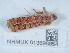  ( - NHMUK013698654)  @11 [ ] Unspecified (default): All Rights Reserved  Unspecified Unspecified