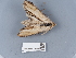  ( - NHMUK013698658)  @11 [ ] Unspecified (default): All Rights Reserved  Unspecified Unspecified