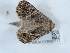  ( - NHMUK013698713)  @11 [ ] Unspecified (default): All Rights Reserved  Unspecified Unspecified
