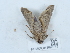  ( - NHMUK013698713)  @11 [ ] Unspecified (default): All Rights Reserved  Unspecified Unspecified