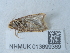  ( - NHMUK013699369)  @11 [ ] Unspecified (default): All Rights Reserved  Unspecified Unspecified