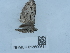  ( - NHMUK013699514)  @11 [ ] Unspecified (default): All Rights Reserved  Unspecified Unspecified
